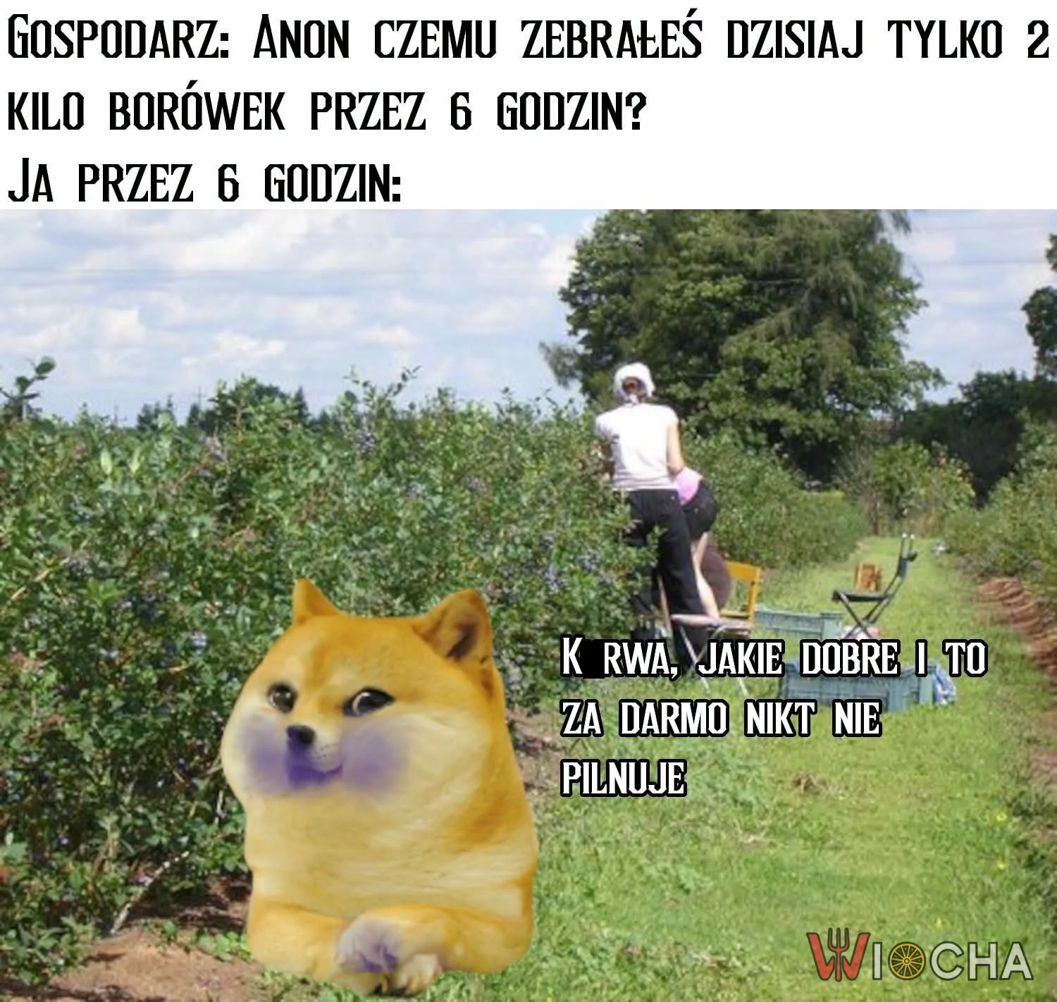 Pyszne borówki