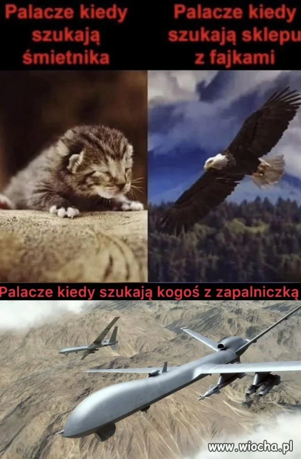 Coś w tym jest