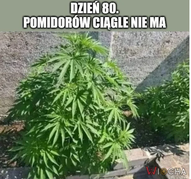 Pomidorów nadal nie ma