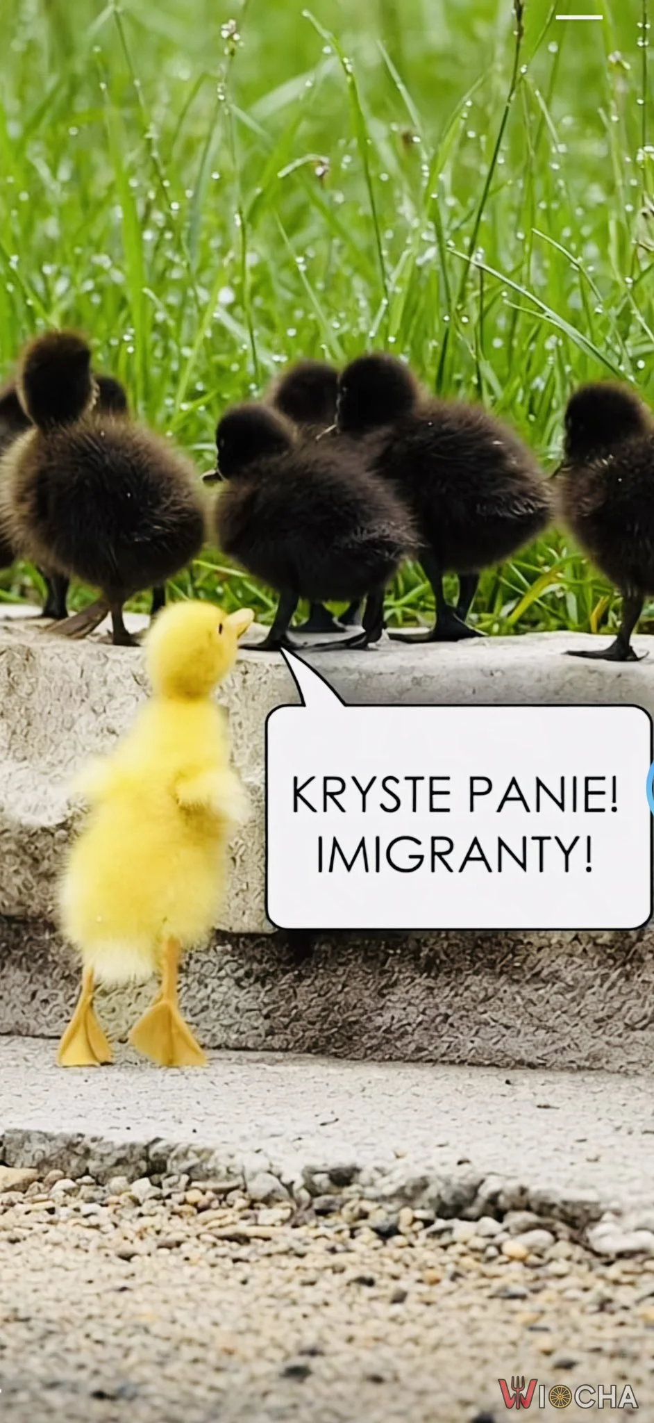 Imigranci w gnieździe