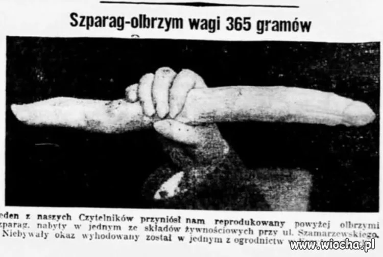 Szparag-olbrzym