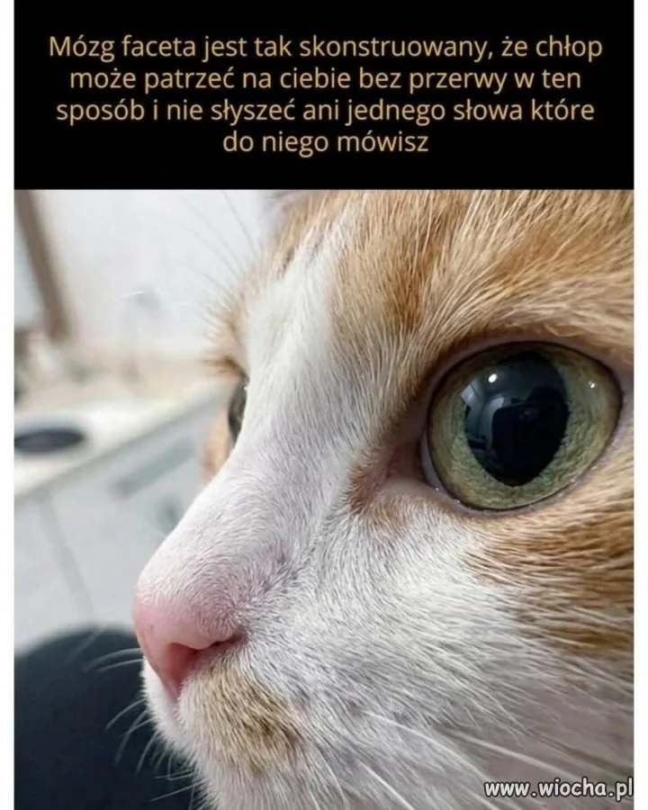 Mózg faceta jest tak skonstruowany