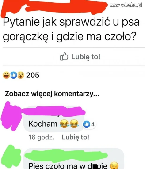 Gdzie pies ma czoło?