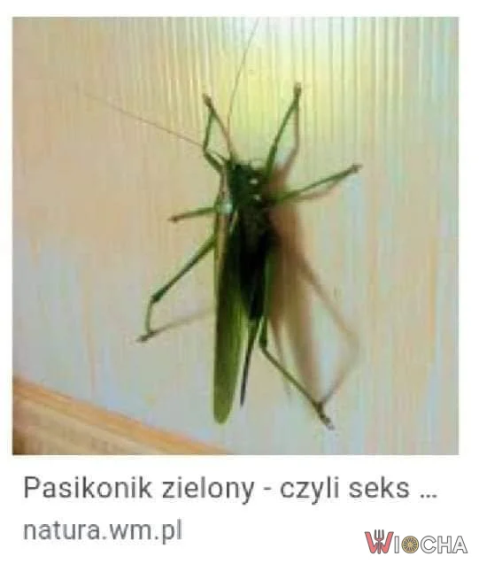 Miłość wśród traw