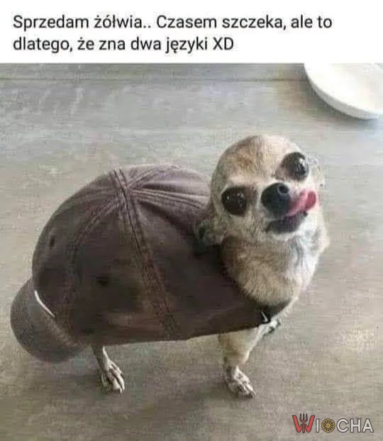 Kto powiedział, że to nie żółw?