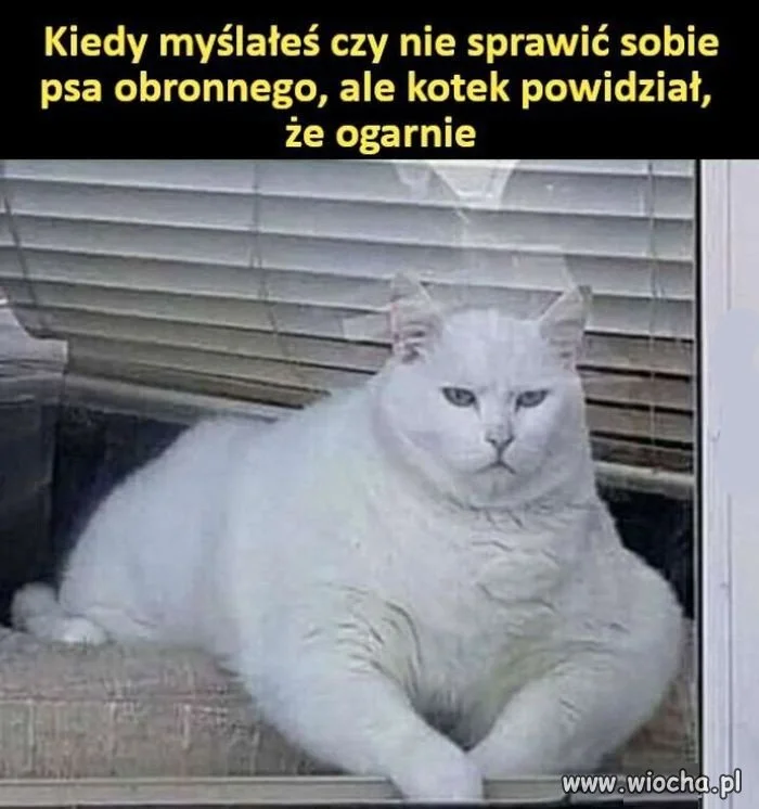 Ale sobie kicia zrobiła zapasy 