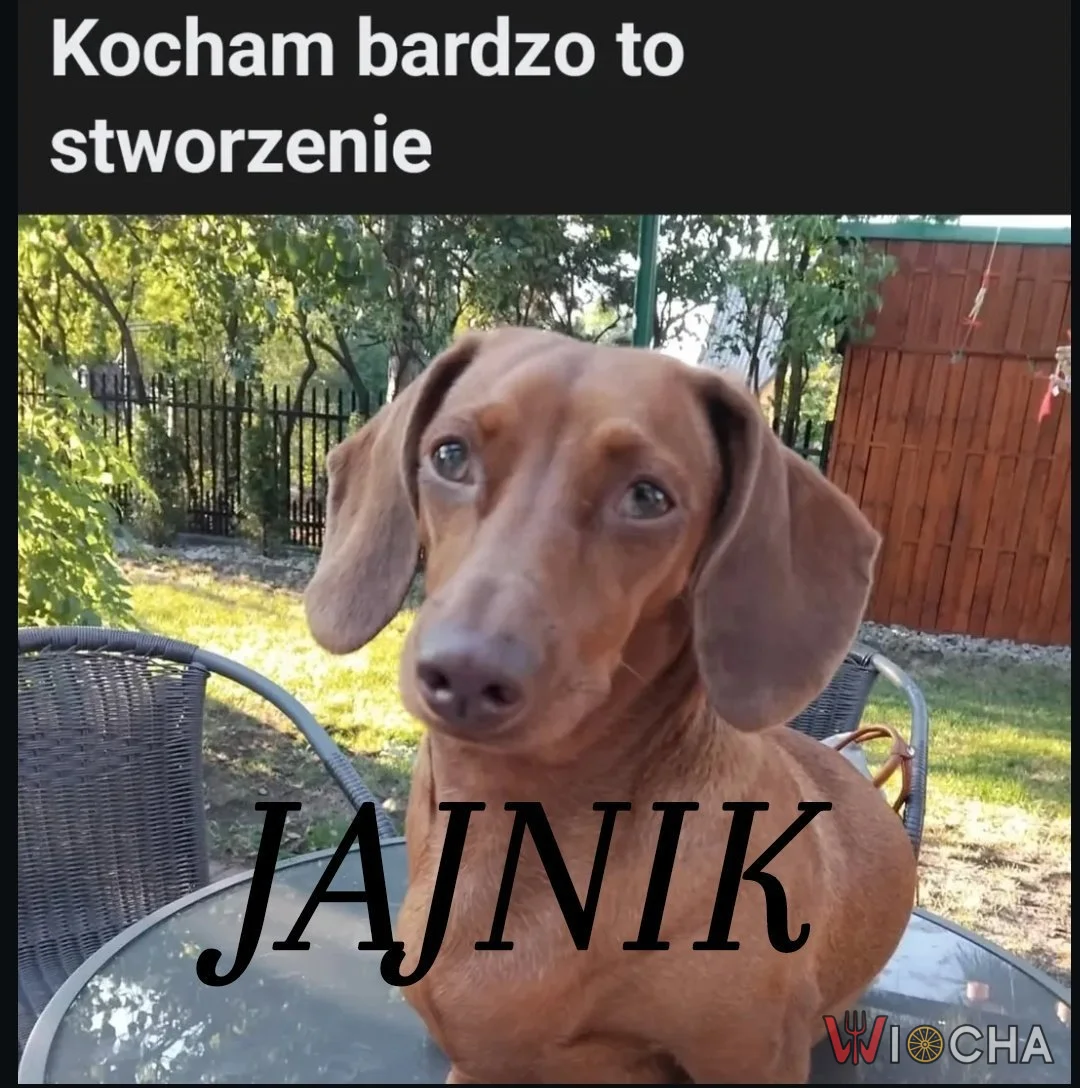 Moja ulubiona rasa - jajnik