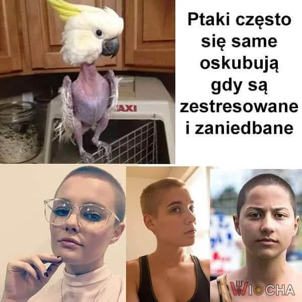 Kiedy stres cię oskubuje