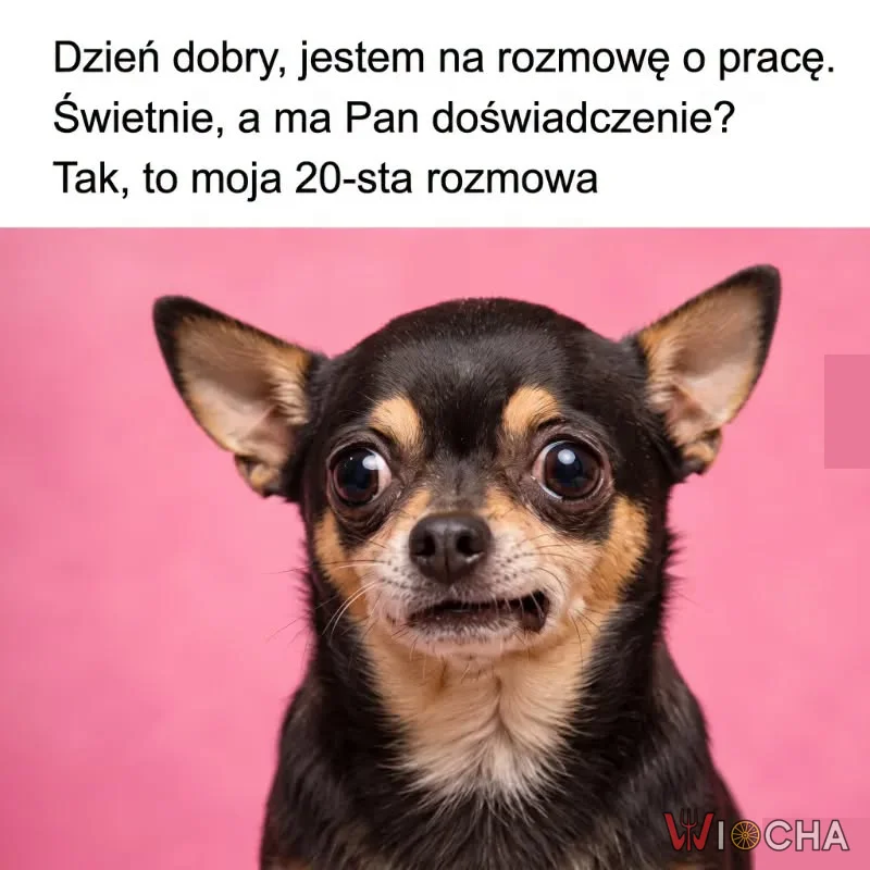 To już moja 20 rozmowa o pracę