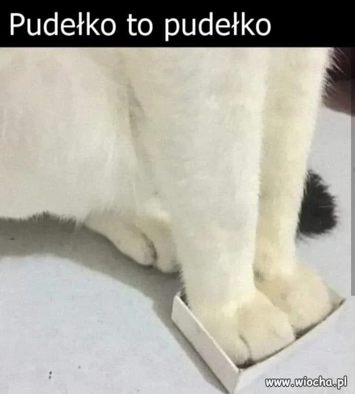 Koty kochają pudełka