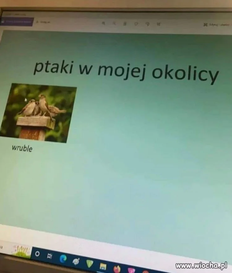 Ptaki w mojej okolicy
