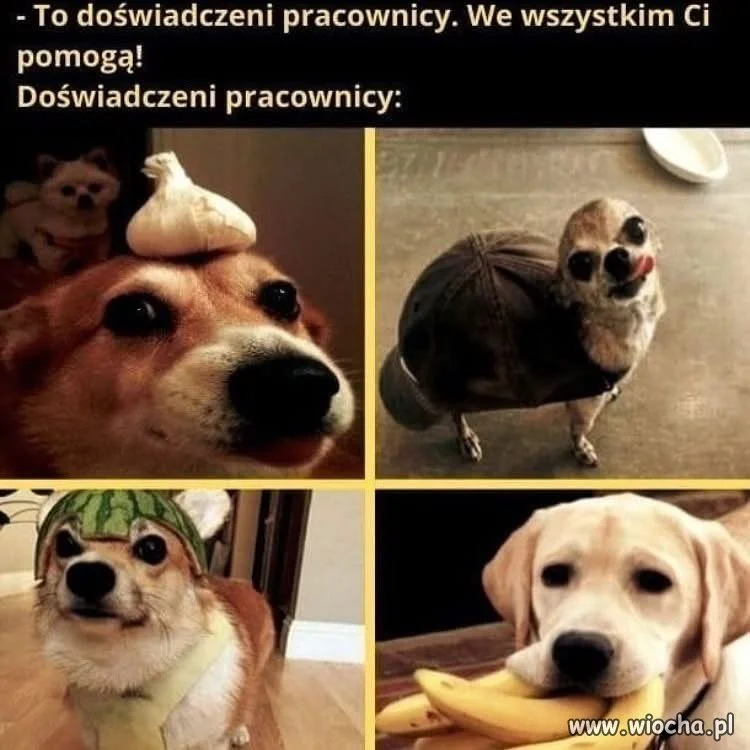 Doświadczeni pracownicy nie mają pojęcia co się dzieje