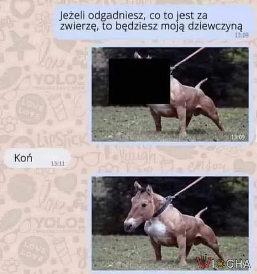Może być i koń