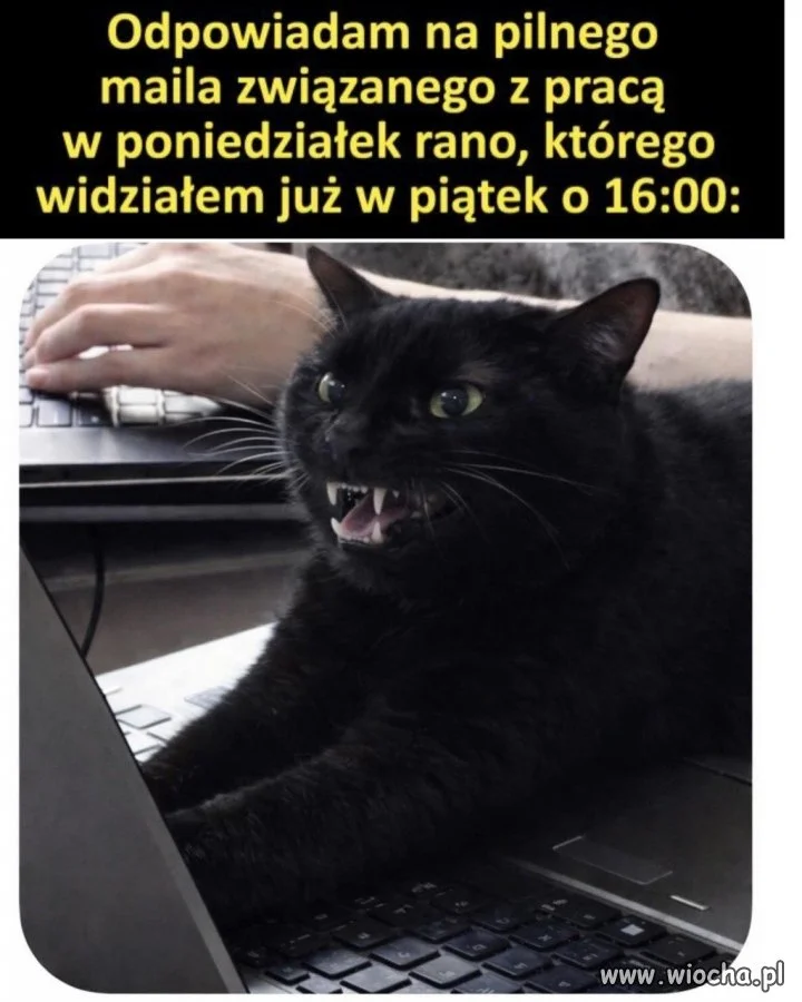 Trzeba było odpowiedzieć w piątek