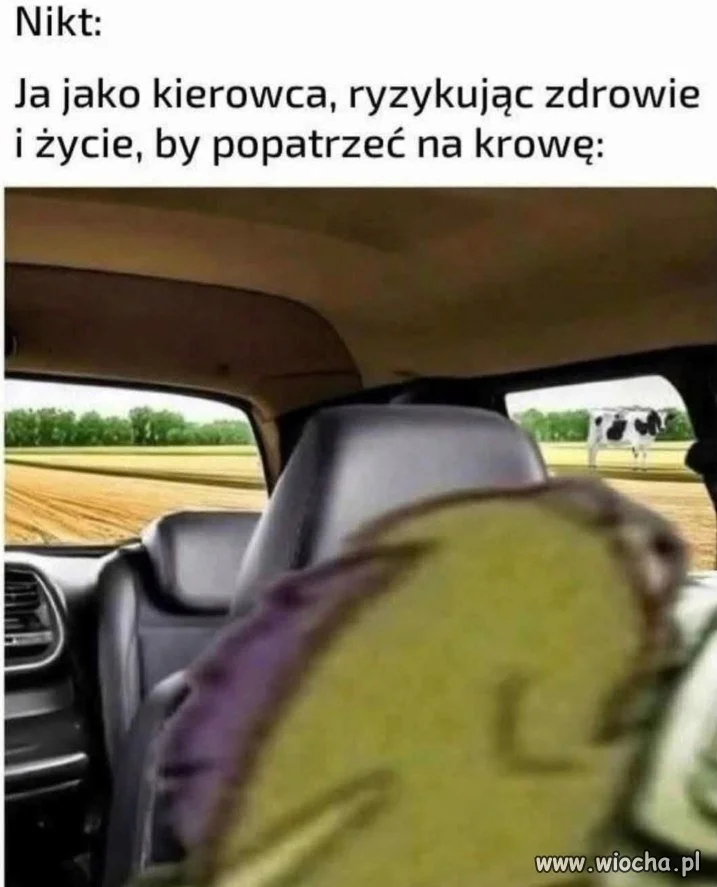 O, zobacz, krowy