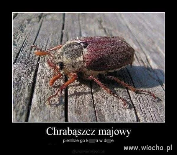 Chrabąszcz majowy wrogiem
