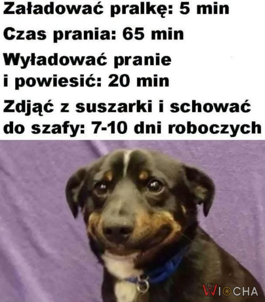 Zawodowy prokrastynator