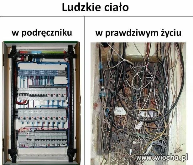 Anatomia wcale nie jest taka prosta