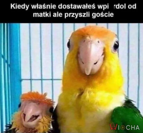 Matka w akcji