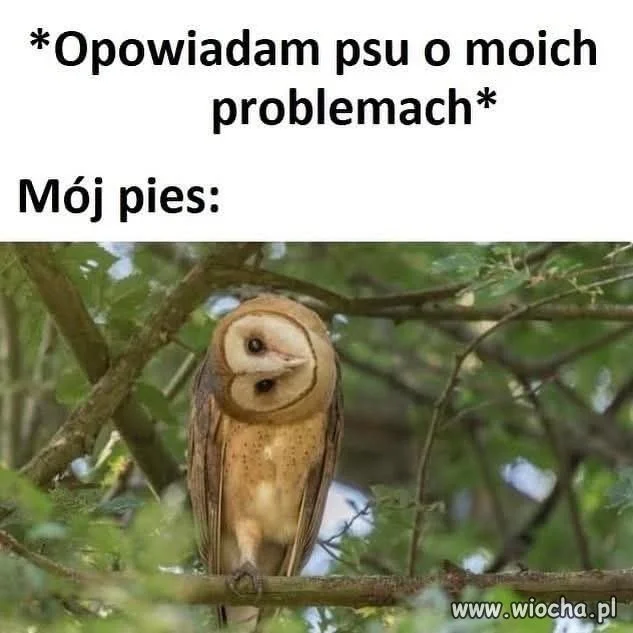 Pies jest jak: co ty gadasz?