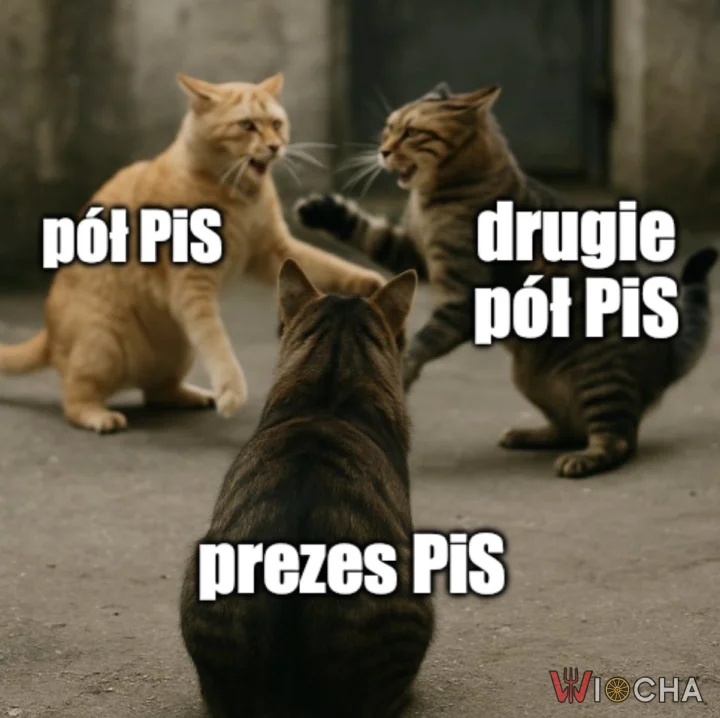 Polityczne kociaki PiS-u