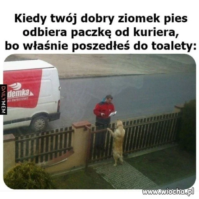 Kiedy twój dobry ziomek pies
