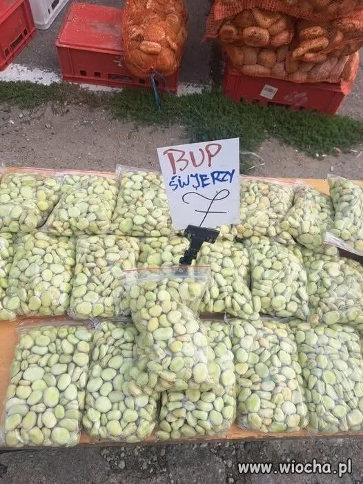 Zaczął się sezon na bób!