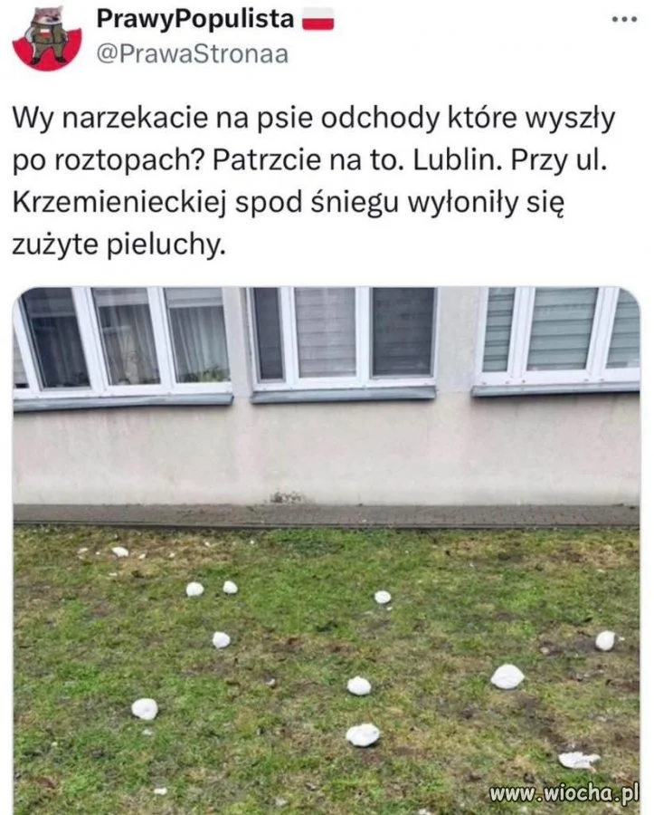 Nie tylko psy bałaganią