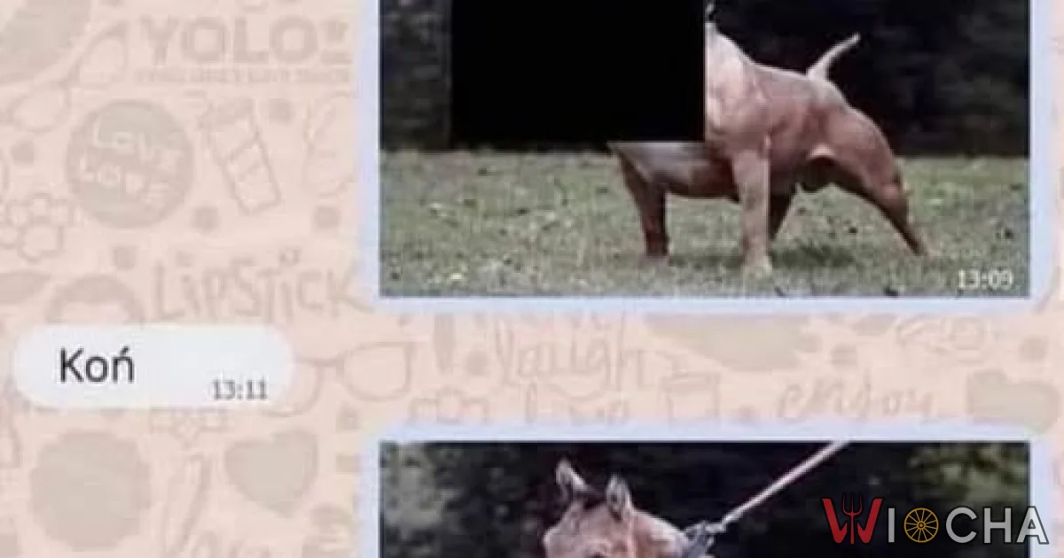 Może być i koń