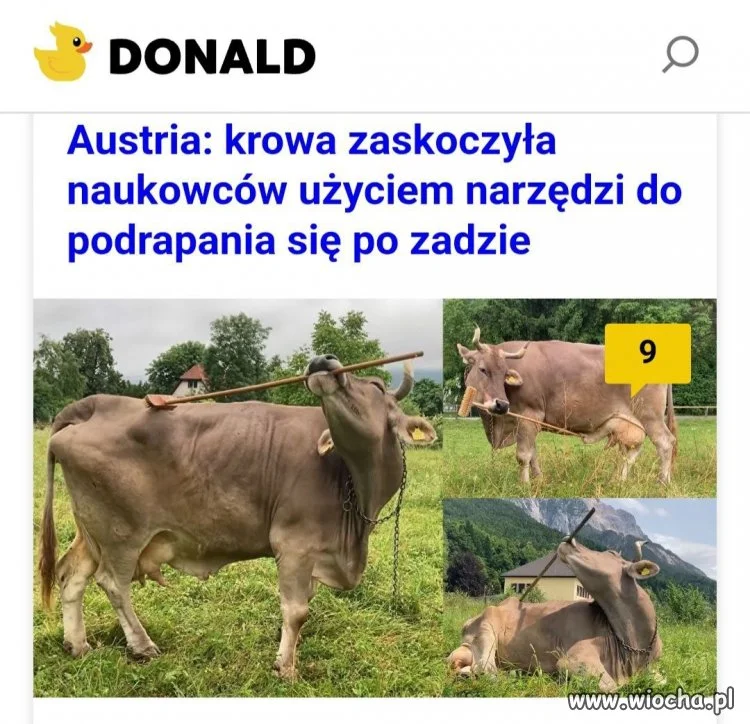 Jest mądrzejsza od niektórych ludzi