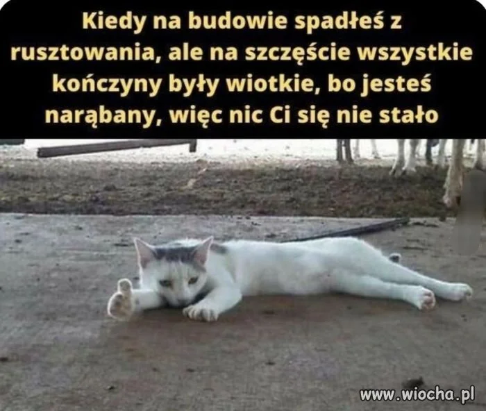 Po szklenie i na rusztowanie 
