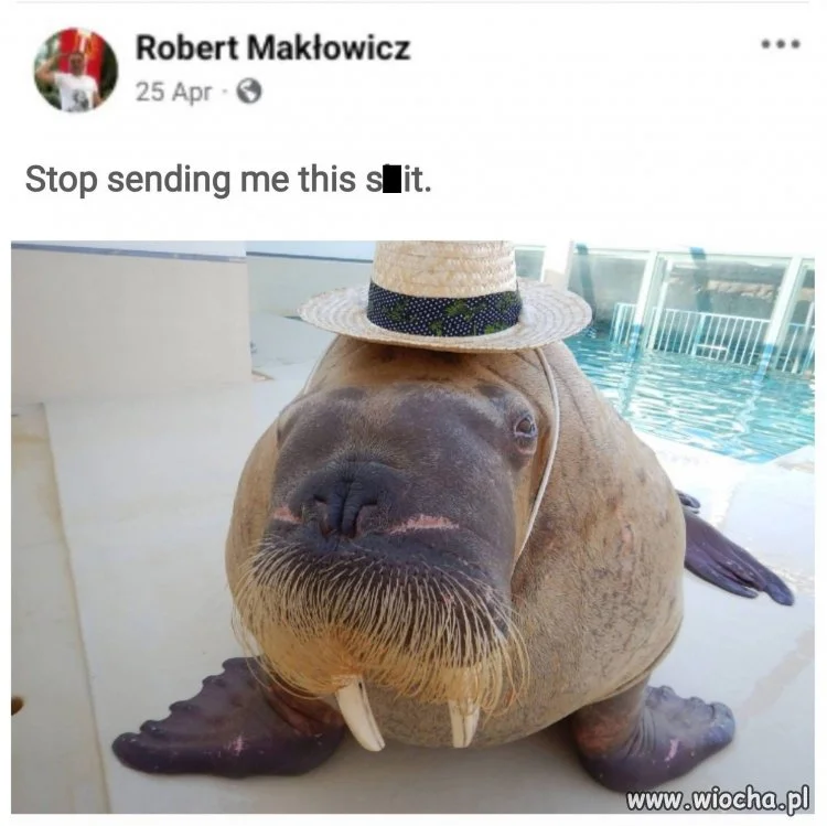Pan Robert Makłowicz wybrał agresję