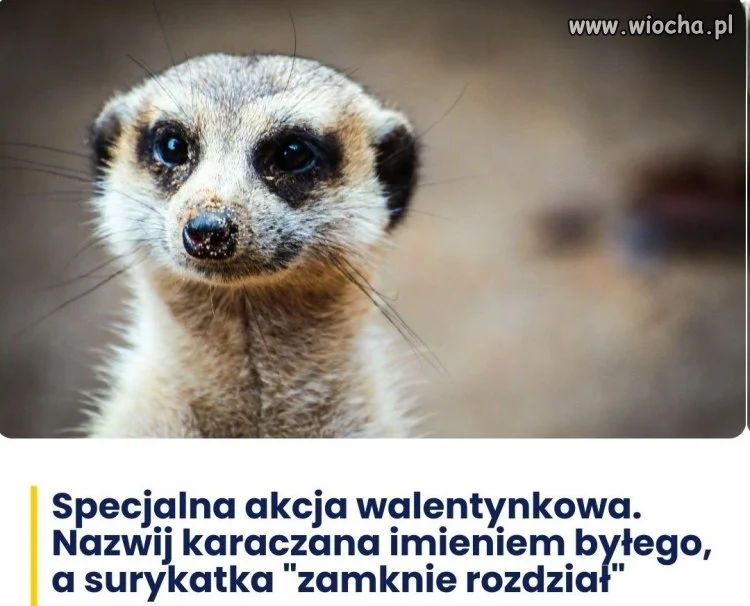 Możesz nazwać zwierzątko imieniem ex