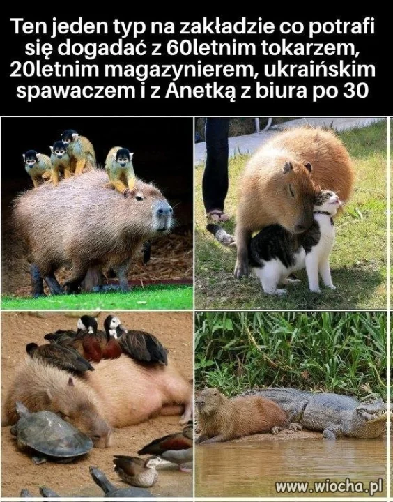 Typ ma moc