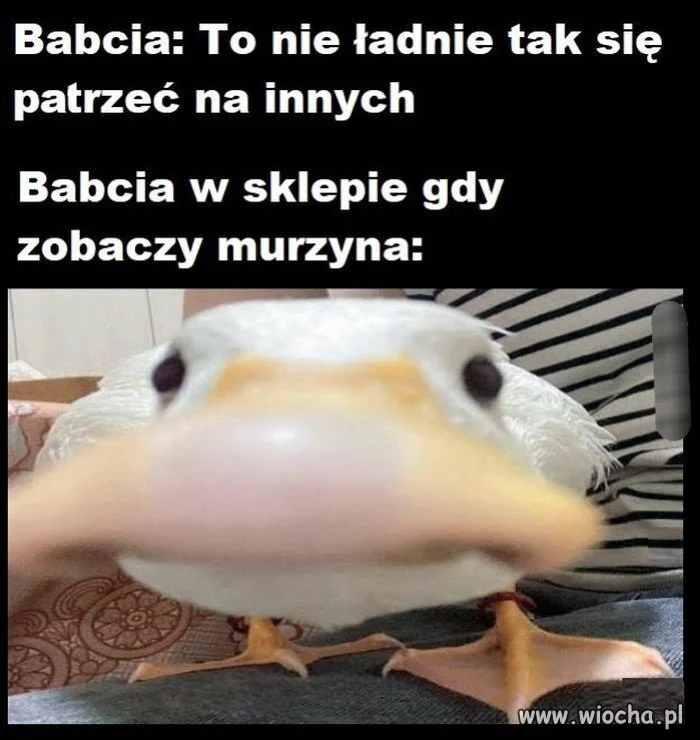 Bez polityki 