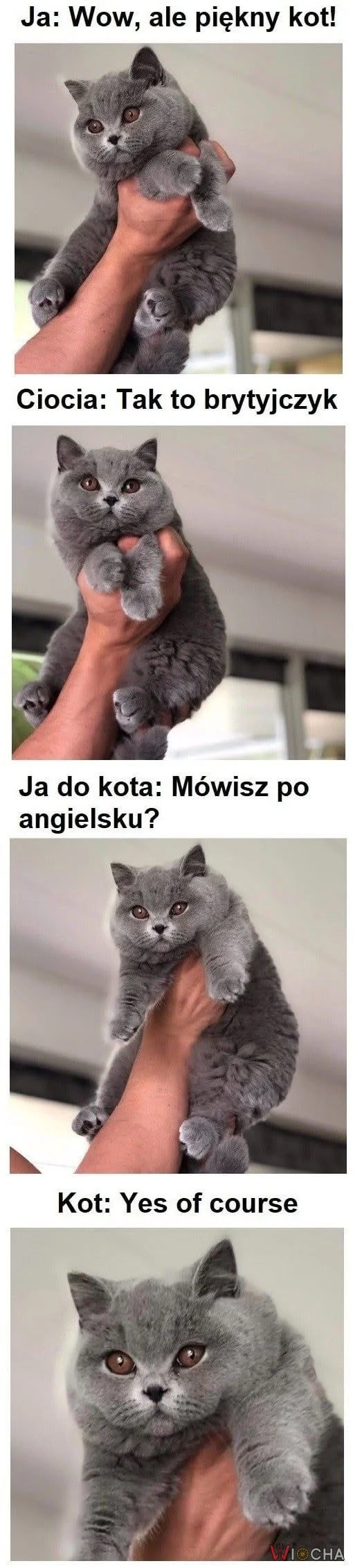 Kot poliglota