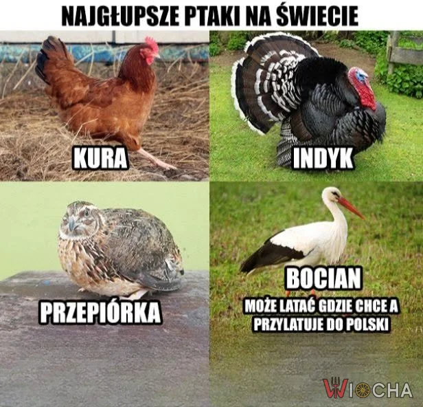 Może lecieć gdziekolwiek
