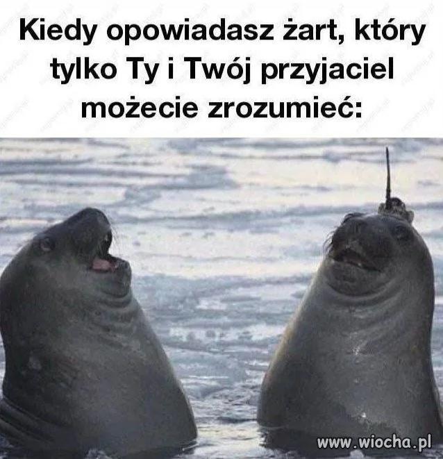 Królestwo inside joke'ów