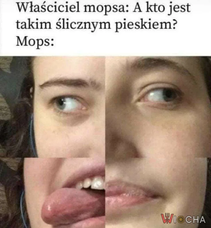Kto tu jest pięknym mopsikiem?