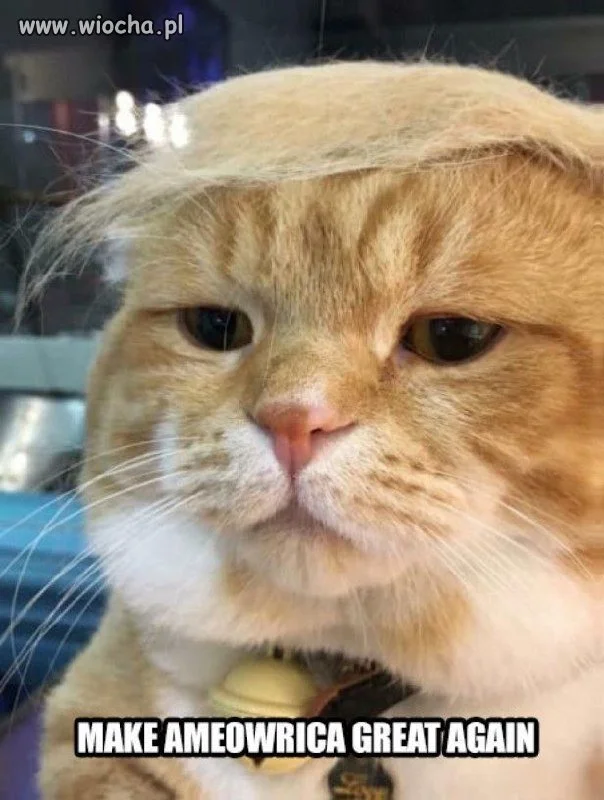 God bless Ameowrica