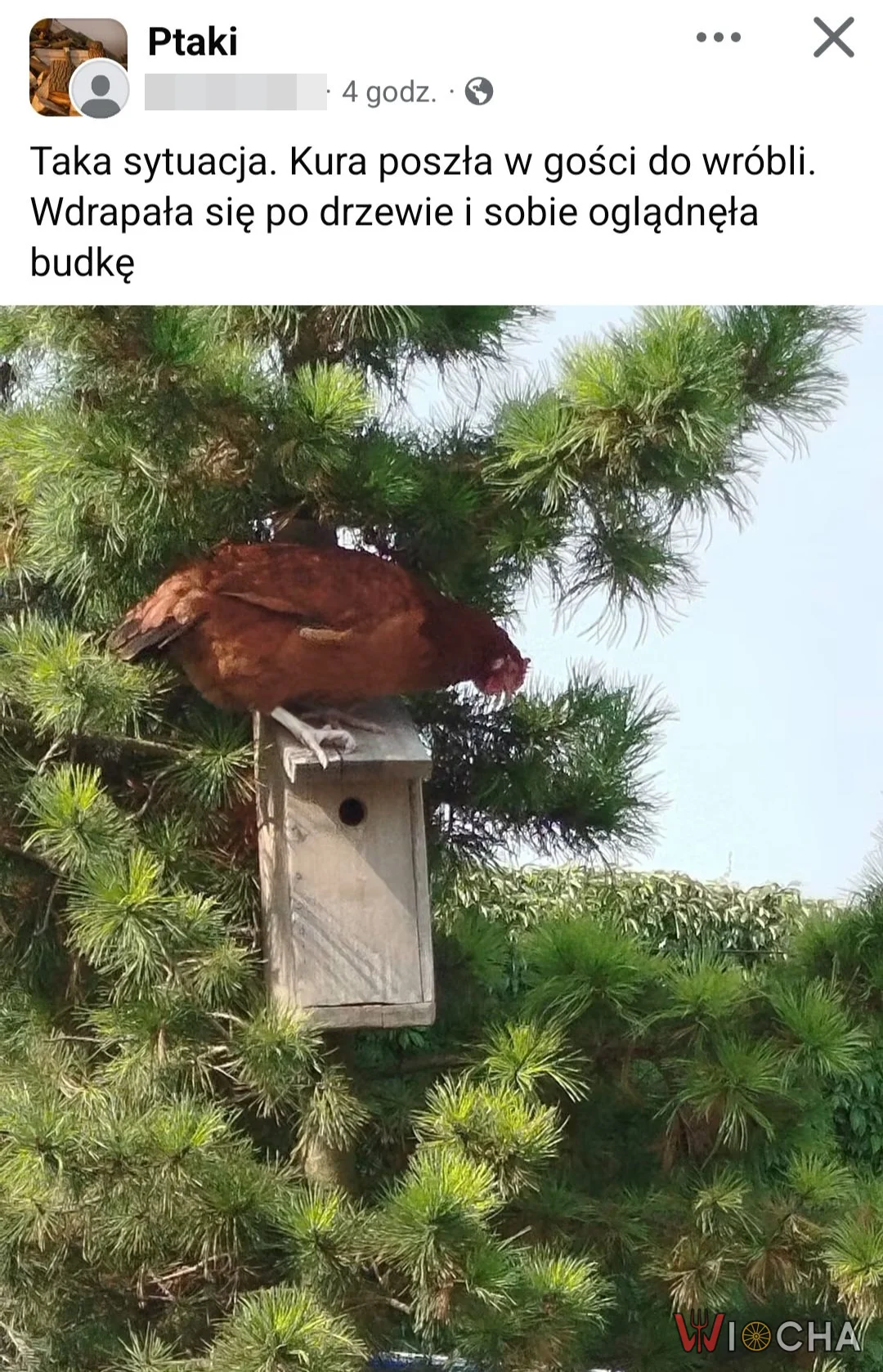 Kura z wysokimi ambicjami