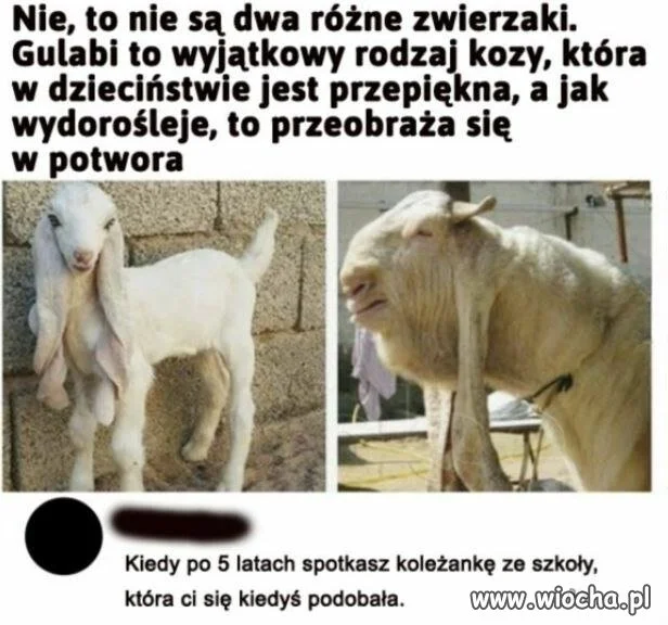 Spotkania po latach: nie tylko ludzie