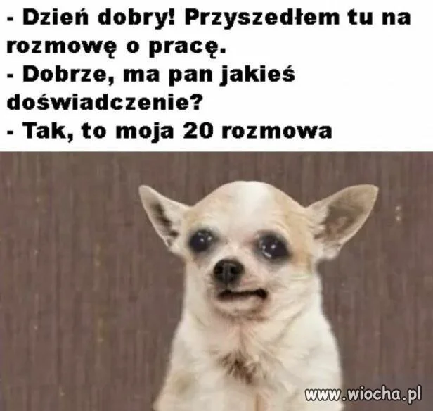Typowe szukanie możliwości zatrudnienia