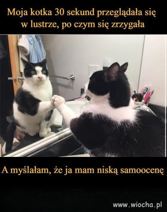 Kot na siebie patrzył, a potem zwymiotował
