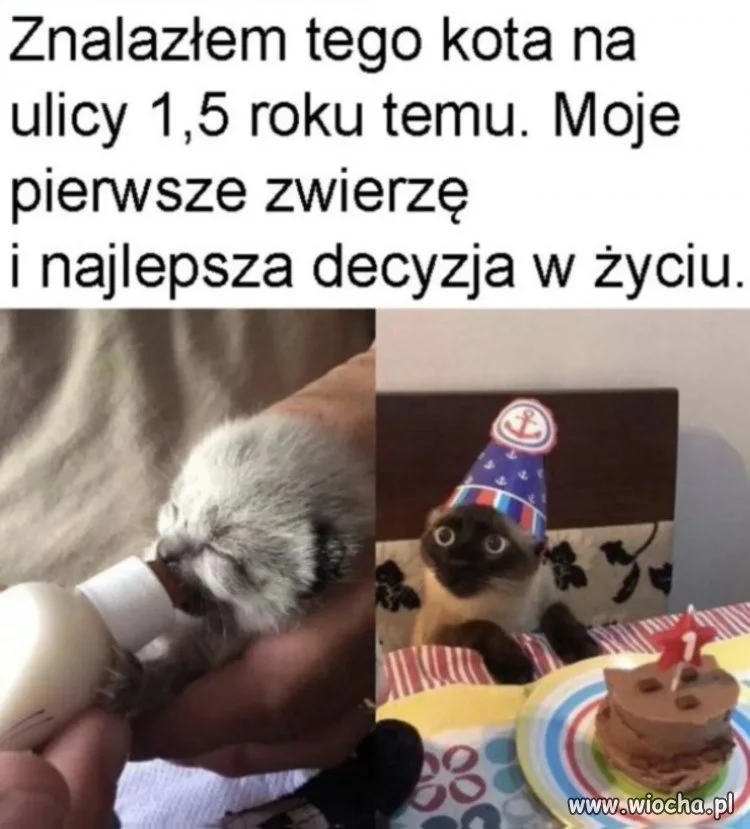 Ten kot wygrał nowe życie