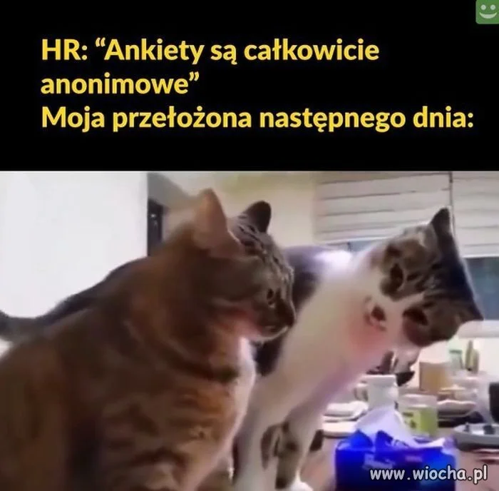 Taka rada dla nowych w corpo 