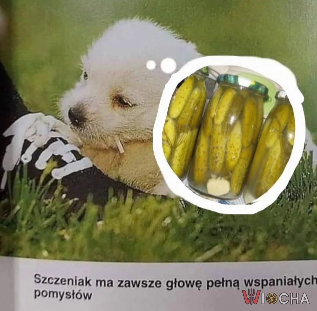 Ogórki zawsze spoko