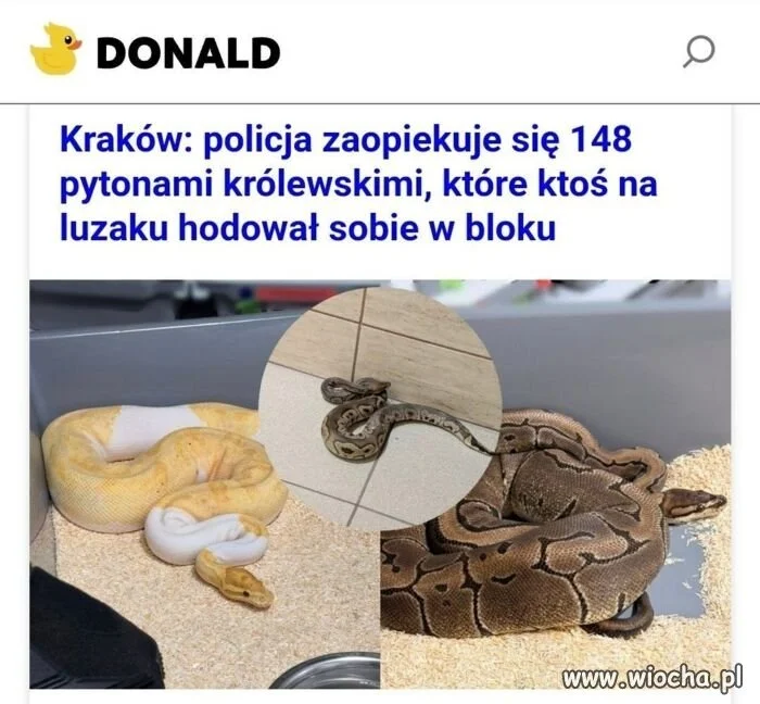 148 pytonów królewskich na luzaku?