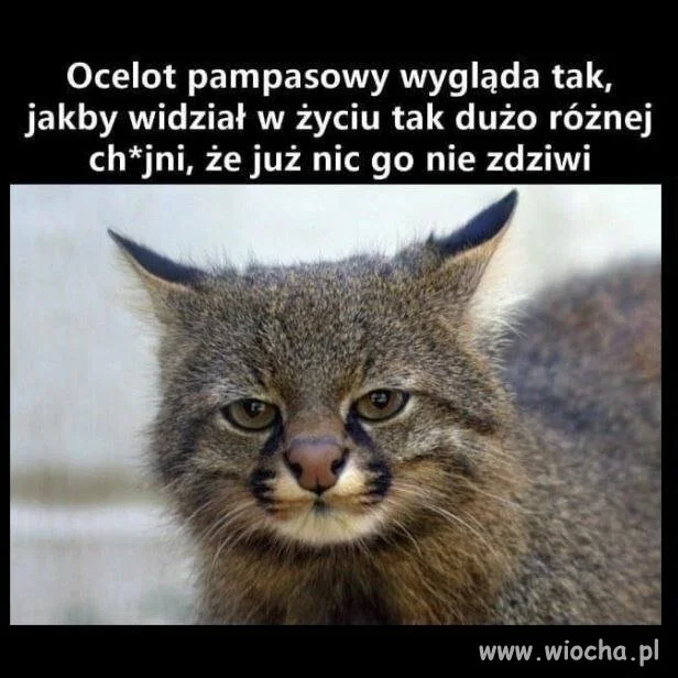 To ja
