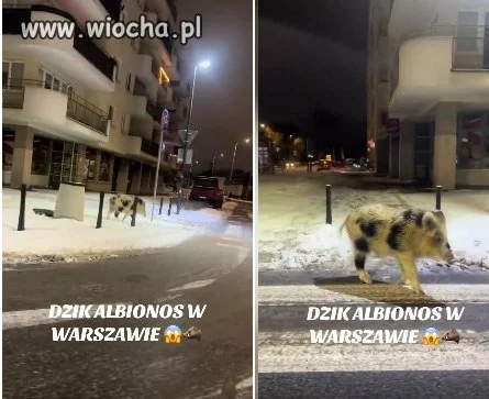Biało-czarny dzik biegał w nocy po Warszawie. Zdarzenie miało miejsce na Mokotowie. Niektórzy mylili go z albinosem